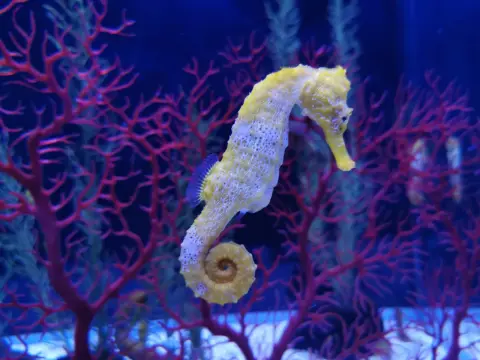 Caballito de mar gigante - ¿Por qué es tan especial?