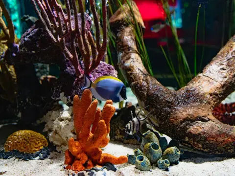 Akvarium i möbel - Välj rätt & undvik misstag!
