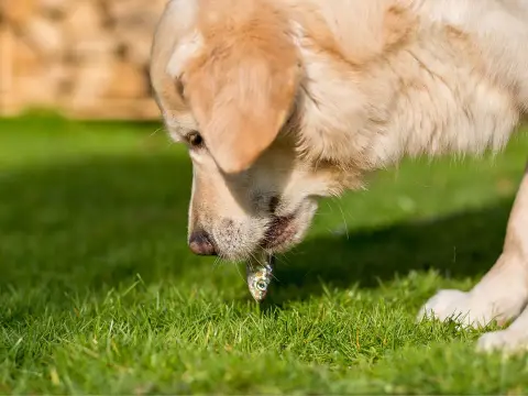 Merluza para perros - Guía completa: ¿Es segura y cómo darla?
