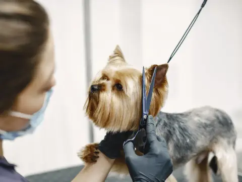 Groomer - czym się zajmuje i ile kosztuje? Sprawdź, jak zadbać o psa