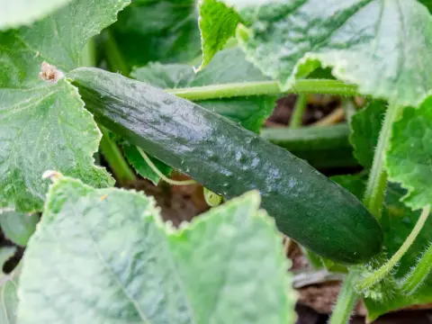 Come coltivare i cetrioli - semina, cura e raccolta