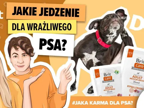 Jaka karma dla psa, który się drapie? Sprawdź skuteczne rozwiązania