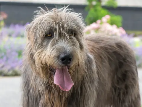 Irish Wolfhound - typische Krankheiten, Warnzeichen und Vorsorge