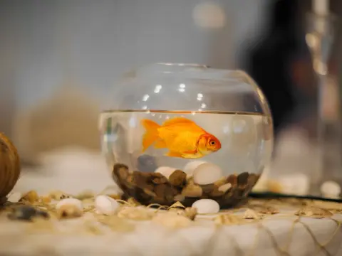 Guldfisk i skål? Därför fungerar det inte – Välj rätt akvarium