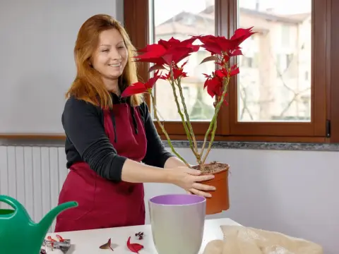 Gwiazda betlejemska po przekwitnięciu - 3 opcje pielęgnacji