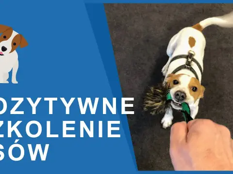 Tresura Jack Russell Terriera: Klucz do posłuszeństwa i szczęścia psa?
