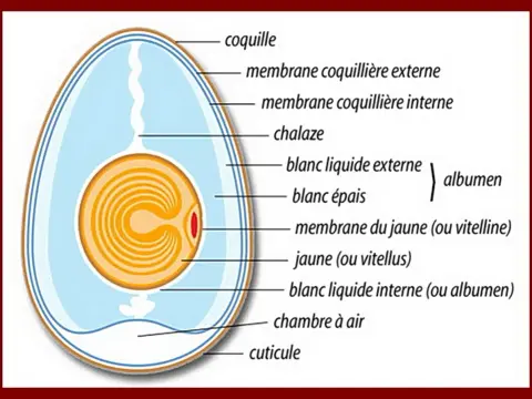 Composition de l’œuf - ce qu’il apporte vraiment et comment le cuire