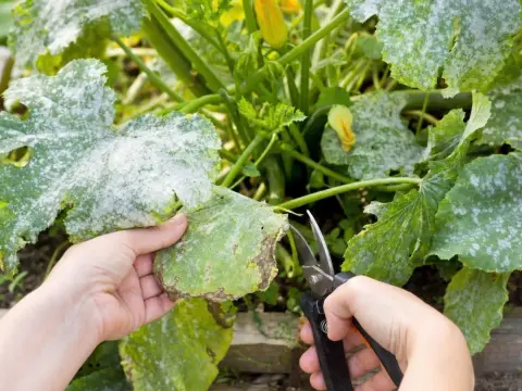 Oïdium sur les courgettes - les bons gestes pour sauver la récolte