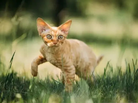 Devon Rex: Kot o psim sercu? Poznaj jego sekrety!