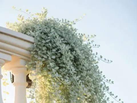 Dichondra w donicy - stanowisko, podlewanie i zimowanie