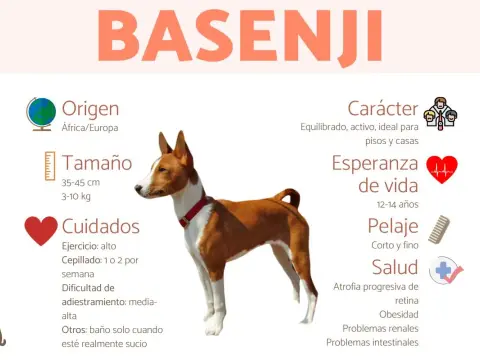 Carácter del Basenji - ¿Es el perro ideal para ti?