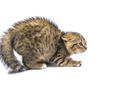 Chat craintif - 5 étapes pour une confiance durable