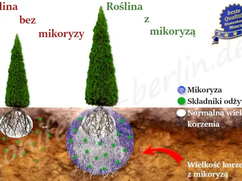 Czy tuje mają duże korzenie? Jak uniknąć problemów z systemem korzeniowym żywotników