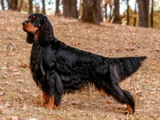 Un magnifique setter Gordon, au pelage noir et feu, se tient fièrement sur un tapis de feuilles d'automne.