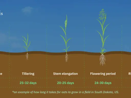 Oats germination takes 2-5 days. The image shows oat growth stages from germination to ripening, illustrating when to plant oats for optimal growth.