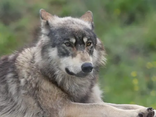 Un magnifique chien croisé loup, au pelage gris et blanc, repose paisiblement dans un pré verdoyant.