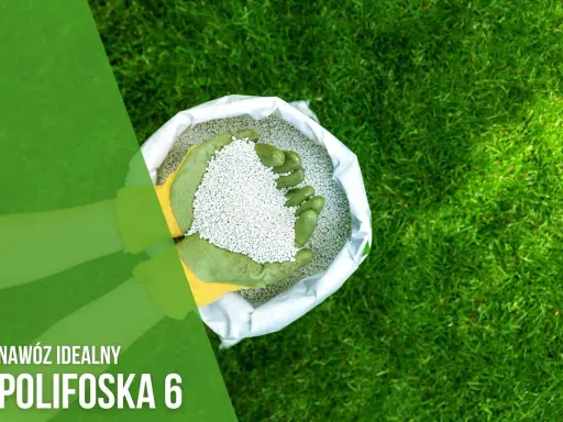 Ręce w zielonych rękawiczkach trzymają nawóz Polifoska 6 z worka, gotowe do użyźnienia trawnika.