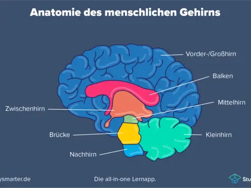 Schematische Darstellung des menschlichen Gehirns mit beschrifteten Teilen wie Großhirn, Kleinhirn und Mittelhirn. Einblick in die Neurobiologie.