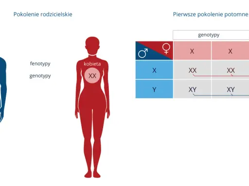 Kobieta z chromosomami XY? Zrozum złożoność biologii płci