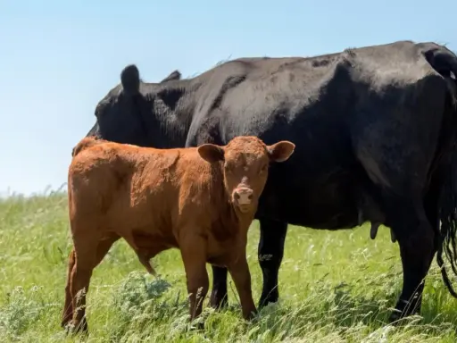 A brown calf stands beside a black cow in a grassy field, a scene that could be impacted by hypomagnesemia in cattle.