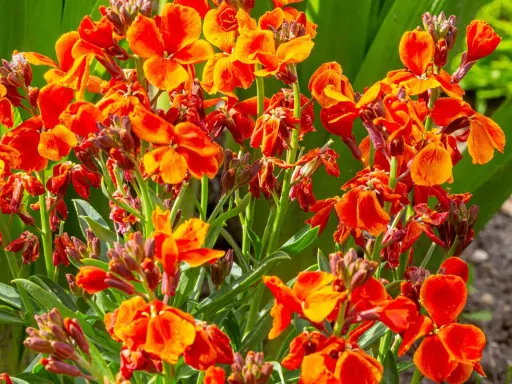 Un bouquet de giroflées des jardins aux teintes orangées et rouges éclatantes, leurs pétales délicats dansant sous le soleil.
