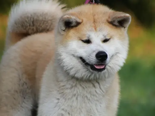 Uśmiechnięta akita, z puszystym ogonem i łagodnym spojrzeniem. Czy akita jest groźna? Ten piesek zaprzecza!