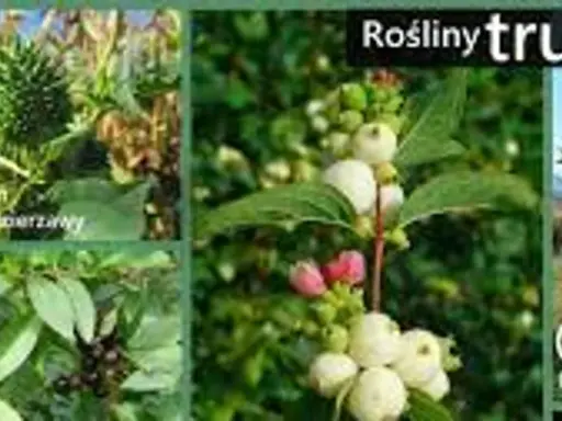 Najgroźniejsze trujące chwasty: Rozpoznaj i usuń bezpiecznie!