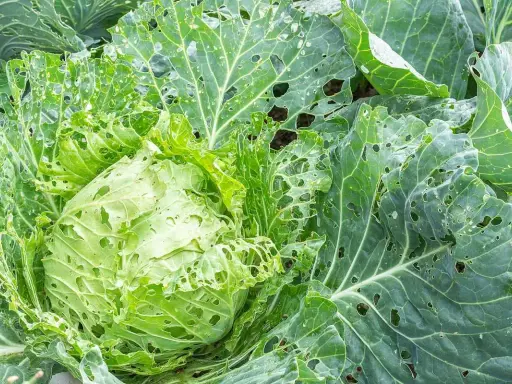 Chou vert aux feuilles trouées, signe d'une possible maladie du chou-fleur ou d'une attaque d'insectes.