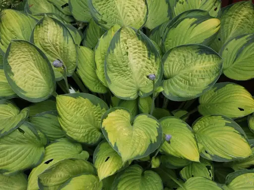 Gęsty kęp hosty z liśćmi o zielono-żółtych obrzeżach. Hosta biała uprawa w cieniu.