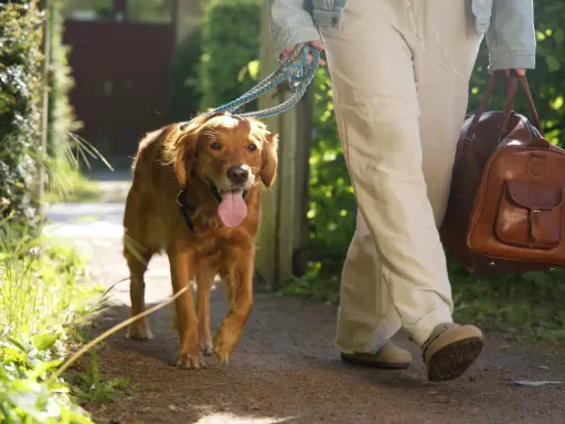 En glad golden retriever går på en grusväg med sin ägare, redo för en härlig semester med hund.