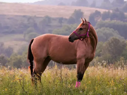 Ein amerikanischer Quarter Horse mit pinker Trense steht auf einer blühenden Wiese.