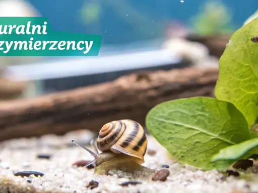 Ślimak w akwarium, naturalni sprzymierzeńcy w walce o czystość. Dowiedz się, jak pozbyć się ślimaków z akwarium.