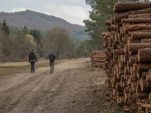 Dwóch turystów idzie drogą w kierunku lackiej góry, mijając stosy drewna.
