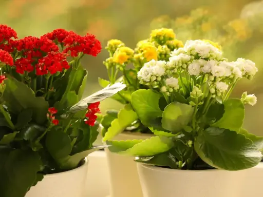 Kwitnące kalanchoe odmiany w doniczkach: czerwone, żółte i białe kwiaty na tle rozmytego, zielonego ogrodu.