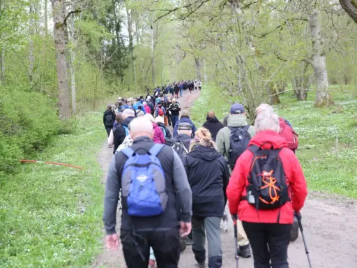 En stor grupp människor på en nattvandring Kinnekulle, vandrar längs en grusväg genom en lummig skog.