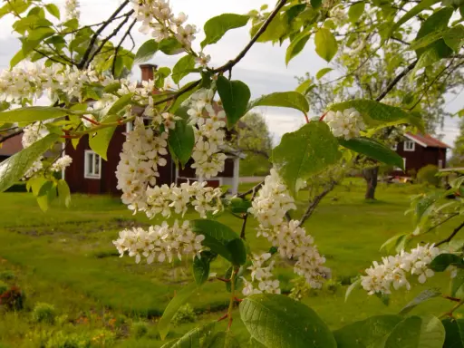 Blommande grenar med vita klasar framför röda hus och gröna fält. Stora buskar i bakgrunden.