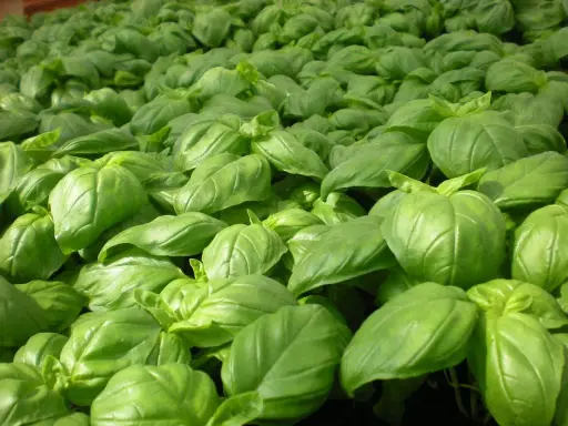 Un champ dense de basilic grand vert, ses feuilles brillantes formant une mer d'un vert éclatant, promettant des saveurs estivales.