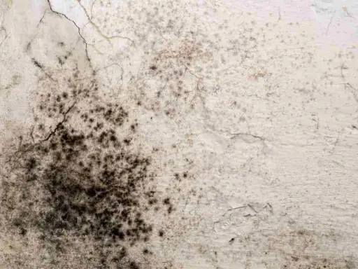 Macchie scure e irregolari su una parete bianca, segno di muffa da infiltrazione. Crepe sottili attraversano la superficie.