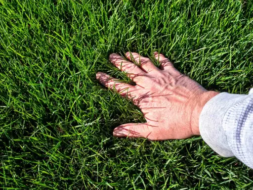 A hand rests on a lush, green lawn of tall fescue, its blades reaching up to tickle the fingers.