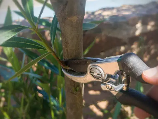 Gartenarbeit: Mit einer Gartenschere wird ein kleiner Trieb am Stamm eines Oleanders abgeschnitten, um ihn in Form zu halten.