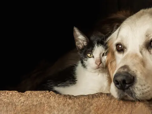 Un chien qui aime les chats, blotti contre un chat noir et blanc dans une niche en bois.