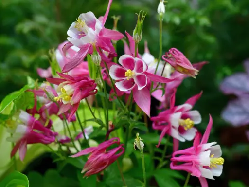 A cluster of pink and white columbine flowers, showcasing their unique spurred petals. These beauties thrive with proper columbine plant care, enjoying well-drained soil and partial shade.