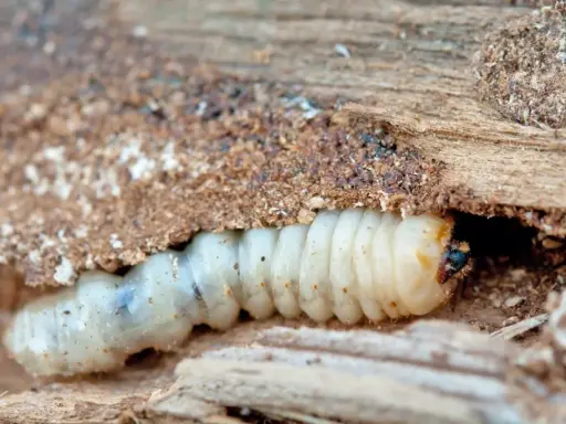 Un petit insecte, une larve blanche, creuse sa maison dans le bois.