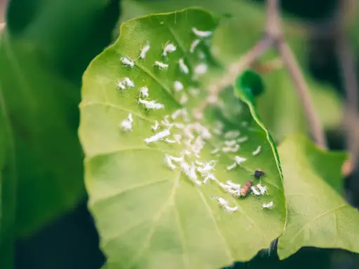 Buchenhecke krankheiten: Blattläuse befallen ein grünes Blatt, das von ihnen übersät ist.
