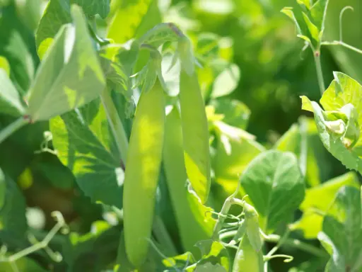 Gousses de petits pois vertes et tendres sur leur tige, idéales pour une fiche technique culture petit pois.