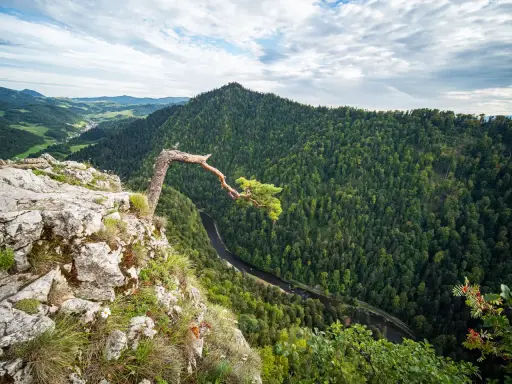 Widok z sokolicy na wysokość. Kręty sosnowy konar zwisa nad lasem i rzeką.
