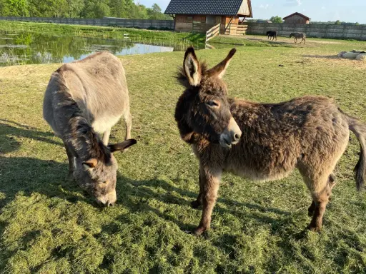 Urocza agroturystyka ze zwierzętami w górach. Dwa osiołki pasą się na zielonej łące, w tle staw i drewniany domek.