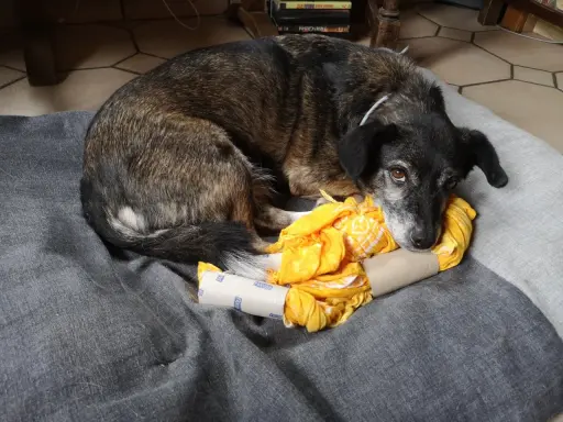 Chien se repose sur un coussin gris, blotti contre un jeu de stimulation pour chien fait maison : un rouleau de papier toilette rempli de tissu jaune.