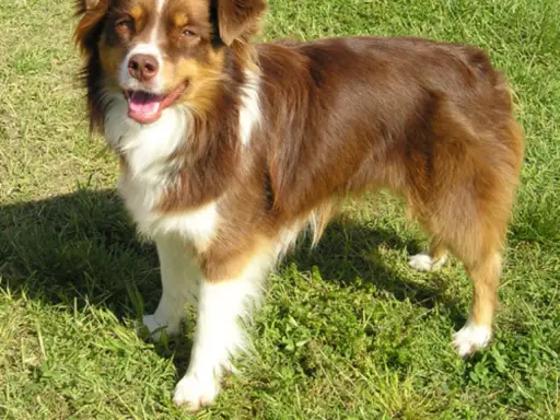 Glad mini australian shepherd står i gräset med tungan ute.