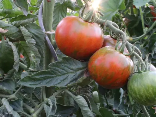 Gros plan sur une plantation de tomates, avec des fruits rouges et verts striés, baignés par le soleil.